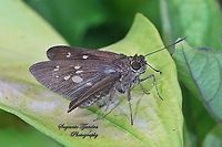 Skipper Butterfly, The Bright Long-spot Flitter (Isma damocles)  Dark branded swift,Geotagged,Indonesia,Isma damocles,Pelopidas agna,Winter