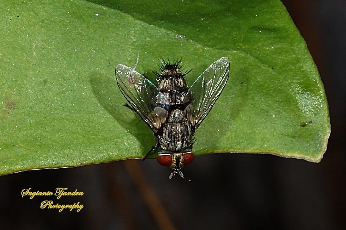 Flesh Fly/Sarcophaga (Sarcophagidae)  Geotagged,Indonesia,Winter