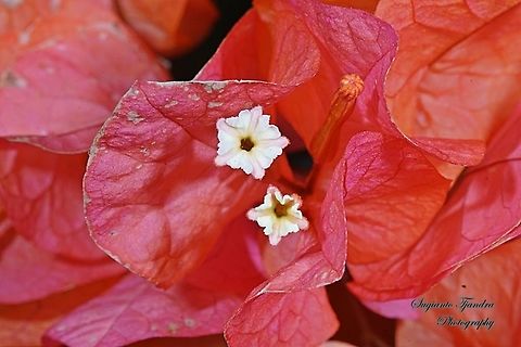 Paperflower, Bougainvillea glabra  Bougainvillea glabra,Geotagged,Indonesia,Lesser bougainvillea,Winter