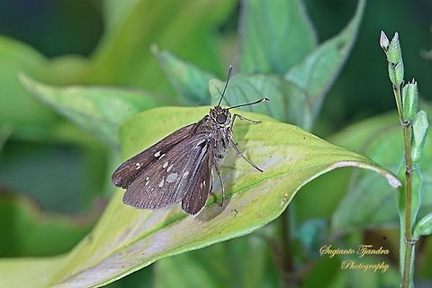 Skipper Butterfly, The Bright Long-spot Flitter (Isma damocles)  Geotagged,Indonesia,Isma damocles,Winter