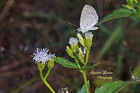 Pale Grass Blue Butterfly, Zizeeria maha serica on the Billy Goat weed or Chickweed flower ( Ageratum conyzoides )  Geotagged,Indonesia,Pale grass blue,Pseudozizeeria maha,Winter