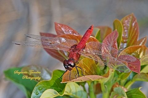 Red Dragonfly, the Greater Crimson Glider (Urothemis signata)  male  Geotagged,Indonesia,Scarlet Basker,Urothemis signata,Winter