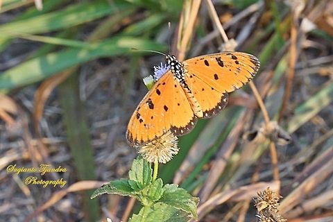 Tawny Coster Butterfly (Acraea terpsicore)  Acraea terpsicore,Geotagged,Indonesia,Tawny Coster,Winter