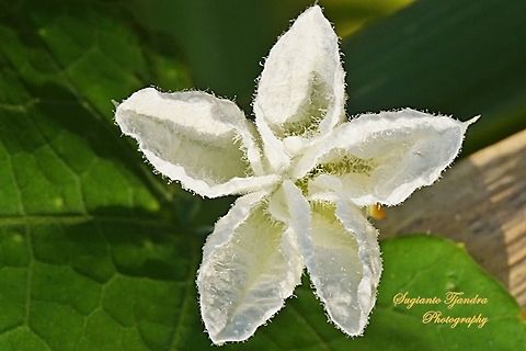 Untitled  Geotagged,Indonesia,Winter