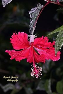 Tricolor Variegated Hibiscus (Hibiscus rosa-sinensis 'Red Hot')  Chinese hibiscus,Geotagged,Hibiscus rosa-sinensis,Indonesia,Winter