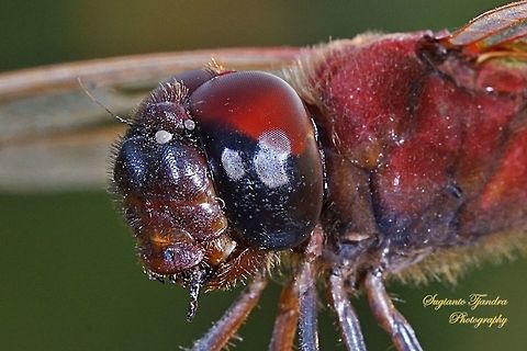 Red Dragonfly, the Greater Crimson Glider (Urothemis signata)  male - closed up  Geotagged,Indonesia,Scarlet Basker,Urothemis signata,Winter