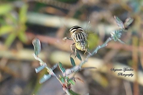 Big headed hoverfly, Eristalinus megacephalus  Eristalinus megacephalus,Geotagged,Indonesia,Winter