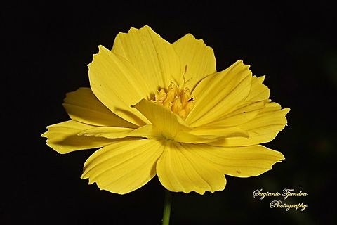 Yellow Cosmos (Cosmos sulphureus)  Cosmos sulphureus,Geotagged,Indonesia,Winter,Yellow Cosmos