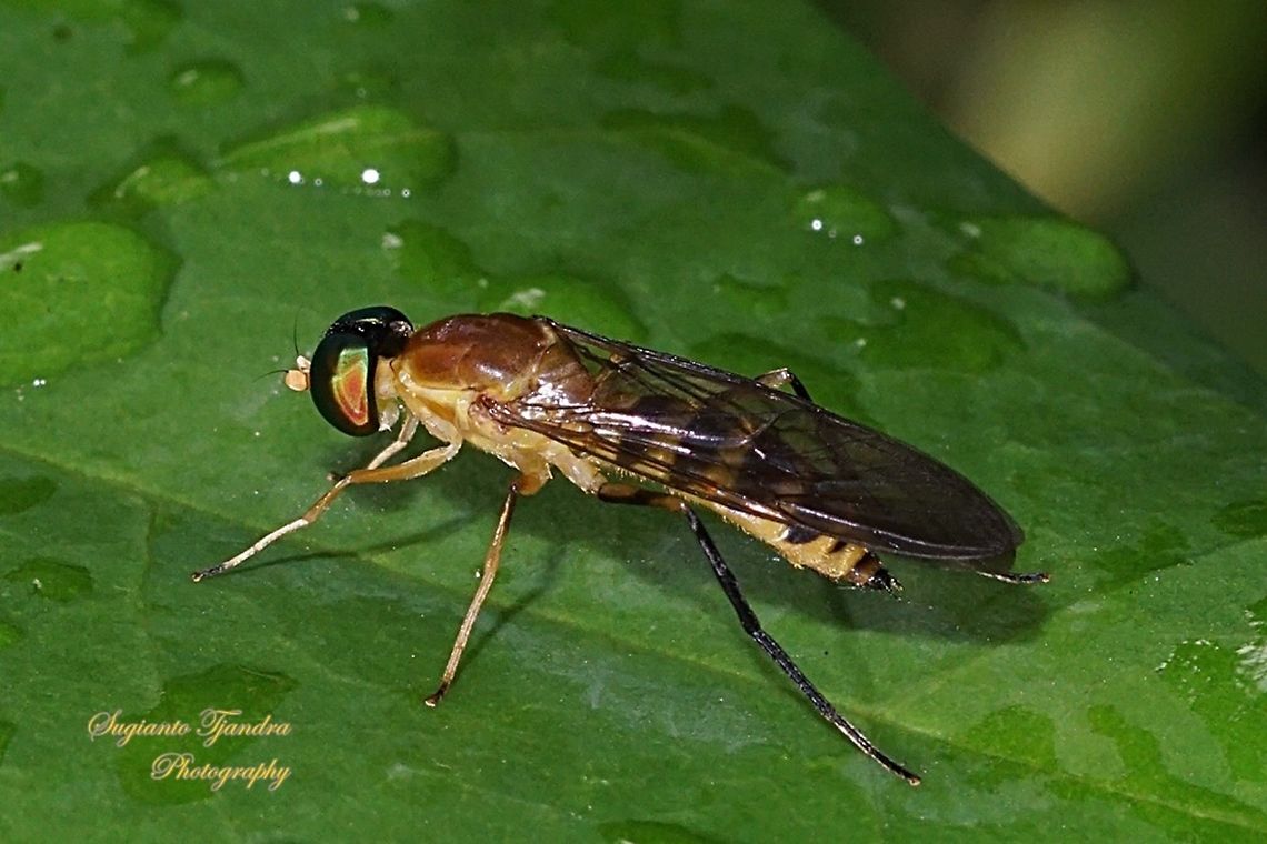 Yellow Soldier fly, Ptecticus elongatus (Stratiomyidae)  Geotagged,Indonesia,Ptecticus elongatus,Winter