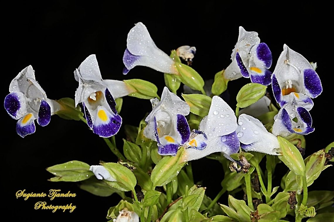 Wishbone flower, Torenia fournieri (Scrophulariaceae)  Geotagged,Indonesia,Torenia fournieri,Winter