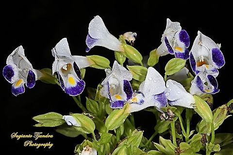 Wishbone flower, Torenia fournieri (Scrophulariaceae)  Geotagged,Indonesia,Torenia fournieri,Winter