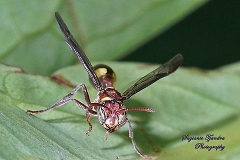 Small Brown Paper Wasp, Ropalidia Sp  Geotagged,Indonesia,Winter