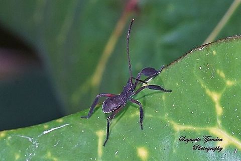 Leaf-Footed bug nymph (Coreoidea)  Geotagged,Indonesia,Winter