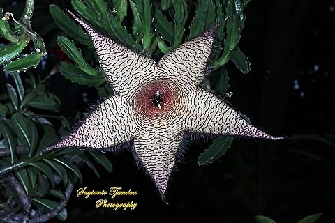 Starfish Cactus flower, Stapelia gigantea (Apocynaceae)  Geotagged,Indonesia,Stapelia gigantea,Winter