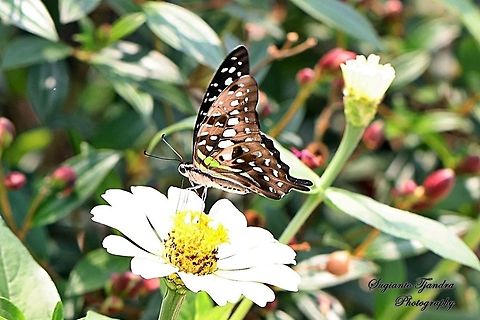 Tailed Jay, Graphium agamemnon agamemnon  Geotagged,Graphium agamemnon,Indonesia,Tailed Jay,Winter