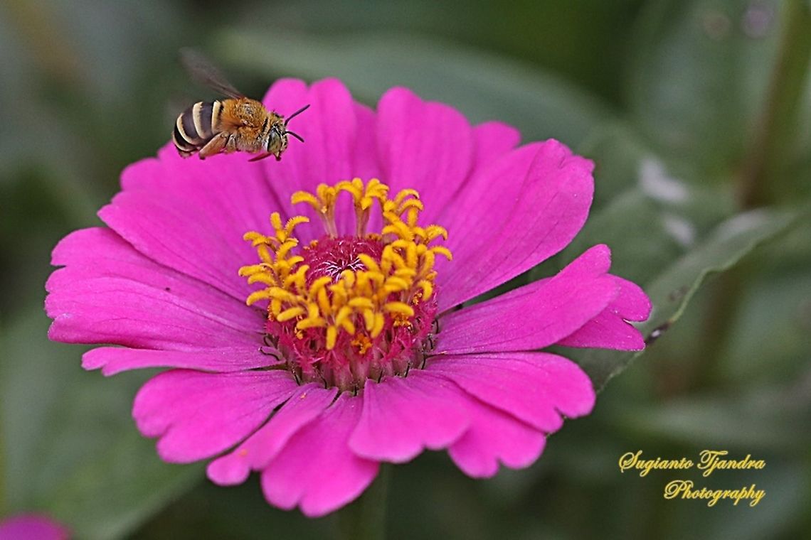 Blue banded Bee, Amegilla Sp hovering on the Pink Zinnia flower  Geotagged,Indonesia,Winter