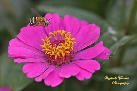 Blue banded Bee, Amegilla Sp hovering on the Pink Zinnia flower  Geotagged,Indonesia,Winter