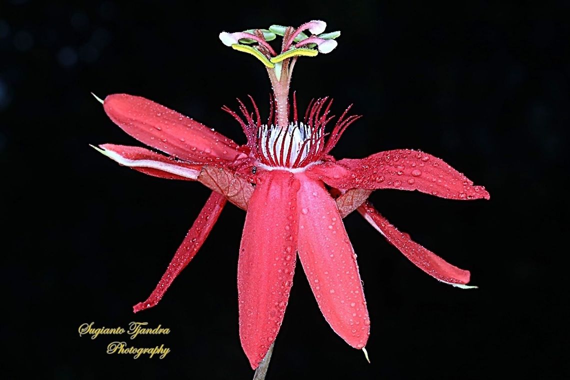 The Crimson Passion Flower, PassifloraVitifolia (Passifloraceae)  Crimson passion flower,Geotagged,Indonesia,Passiflora vitifolia,Winter