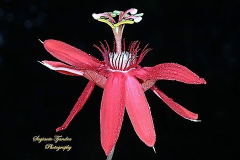 The Crimson Passion Flower, PassifloraVitifolia (Passifloraceae)  Crimson passion flower,Geotagged,Indonesia,Passiflora vitifolia,Winter