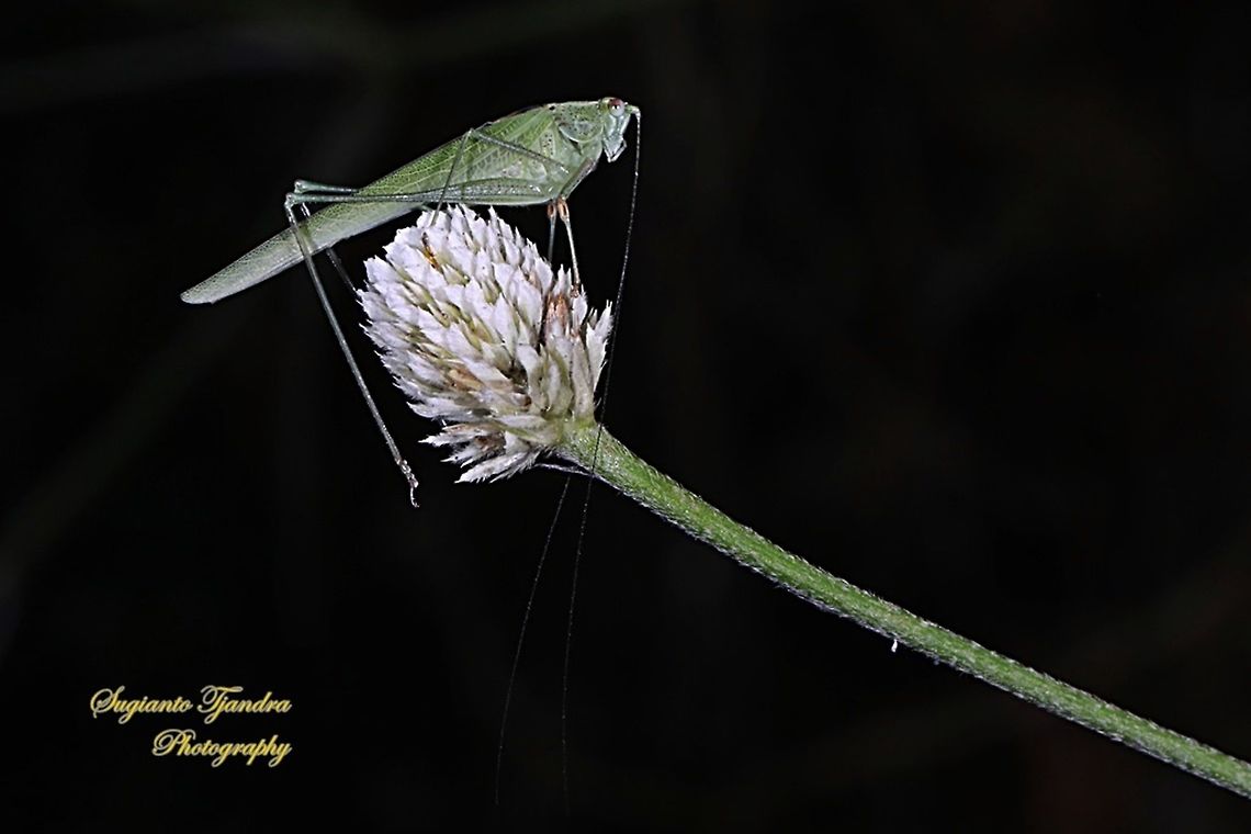 Fork-tailed Bush Katydid, Tettigoniida  Geotagged,Indonesia,Winter