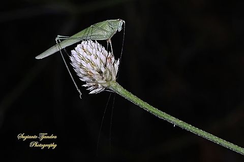 Fork-tailed Bush Katydid, Tettigoniida  Geotagged,Indonesia,Winter