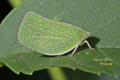 Green Planthopper, Siphanta acuta (Flatidae)  Geotagged,Indonesia,Siphanta acuta,Torpedo bug,Winter