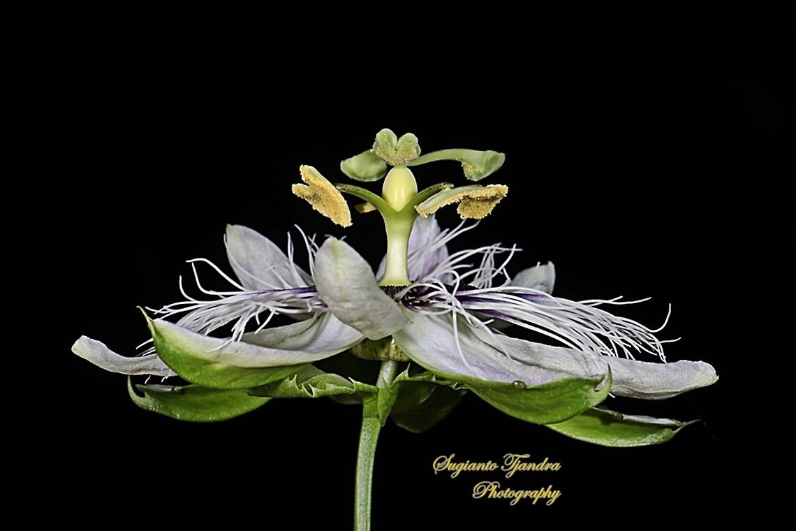 Passionfruit flower, Passiflora edulis  Geotagged,Indonesia,Passiflora edulis,Passion fruit,Winter