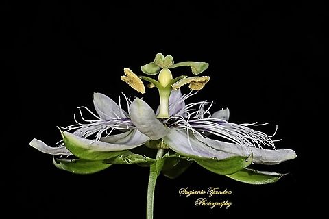 Passionfruit flower, Passiflora edulis  Geotagged,Indonesia,Passiflora edulis,Passion fruit,Winter