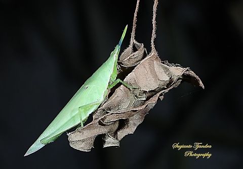 Vegetable grasshopper-Atractomorpha sp.  Geotagged,Indonesia,Winter