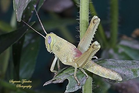 Locust nymph, Acrididae Sp  Geotagged,Indonesia,Winter