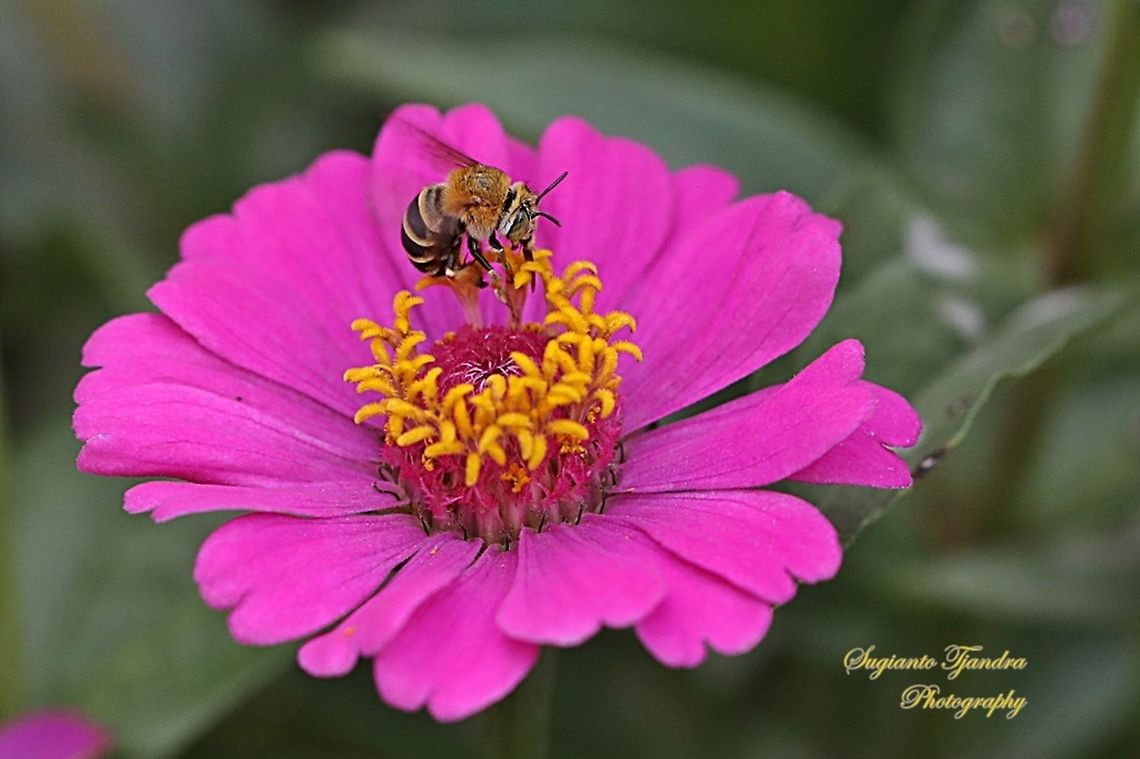 Amegilla Bee sucking nectar on the Zinnia flower  Geotagged,Indonesia,Winter