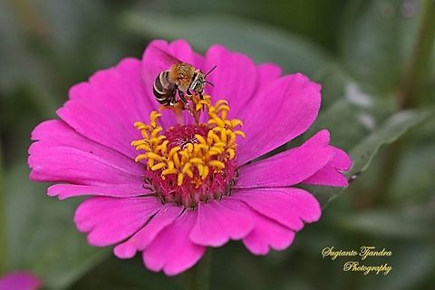 Amegilla Bee sucking nectar on the Zinnia flower  Geotagged,Indonesia,Winter