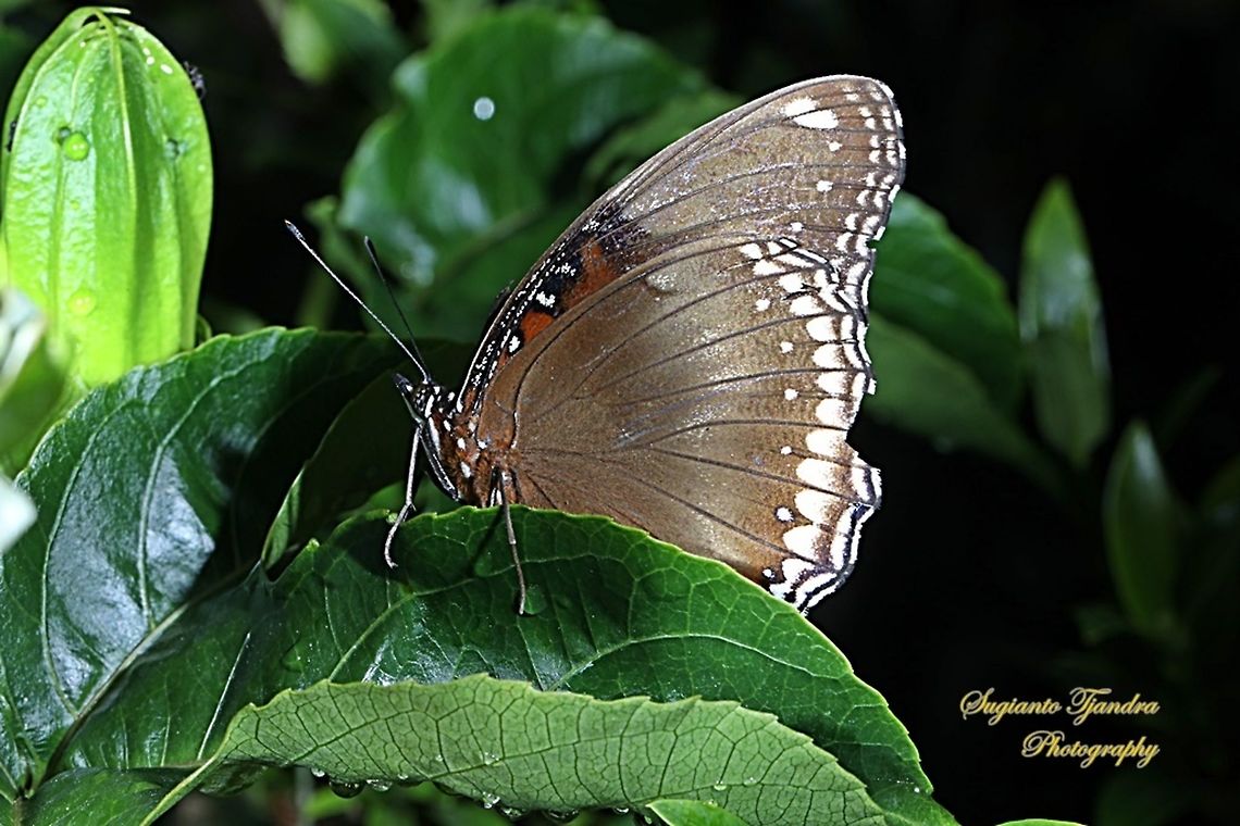 The great eggfly, Hypolimnas bolina  - male  Geotagged,Great eggflys,Hypolimnas bolina,Indonesia,Winter