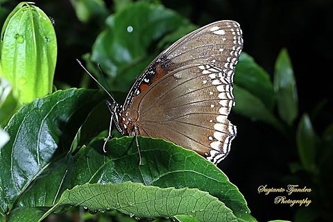 The great eggfly, Hypolimnas bolina  - male  Geotagged,Great eggflys,Hypolimnas bolina,Indonesia,Winter
