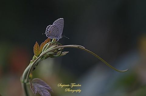The Plains Cubid/Cycad Blue Butterfly (Chilades pandava)  Chilades pandava,Geotagged,Indonesia,Luthrodes pandava,Plains Cupid,Winter