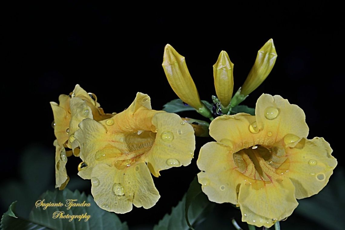 Yellow trumpetbush/Tecoma stans, Bignoniaceae  Geotagged,Indonesia,Tecoma stans,Winter