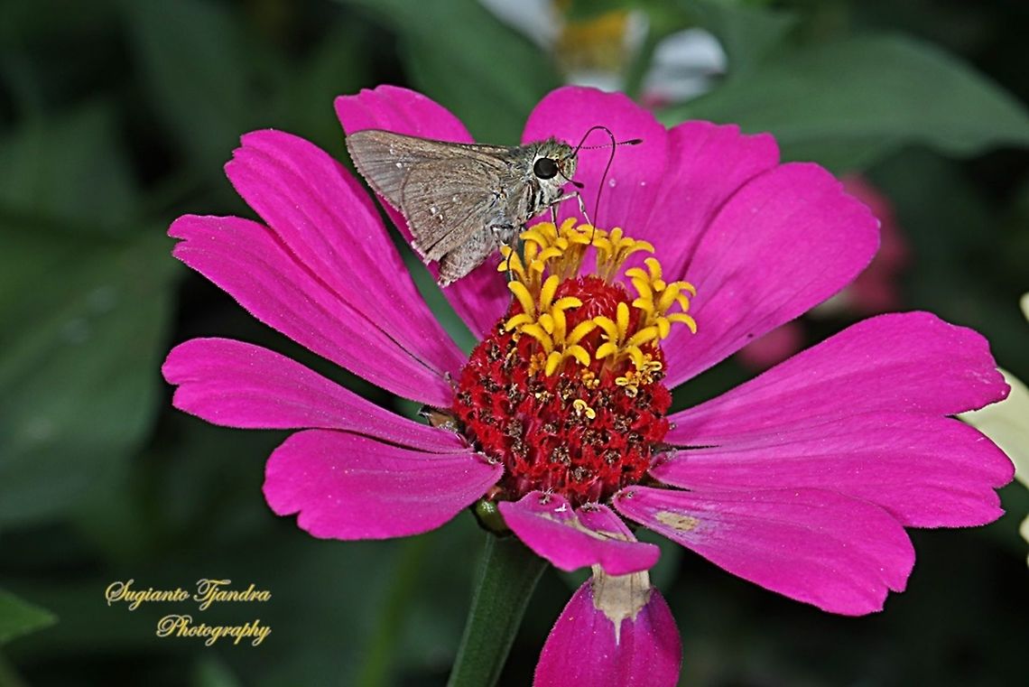 Skipper Butterfly, small branded swift (Pelopidas agna)  Dark branded swift,Geotagged,Indonesia,Pelopidas agna,Winter