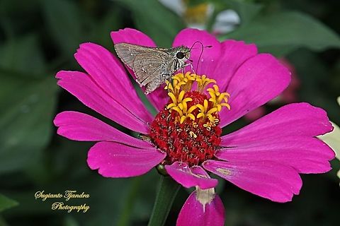 Skipper Butterfly, small branded swift (Pelopidas agna)  Dark branded swift,Geotagged,Indonesia,Pelopidas agna,Winter