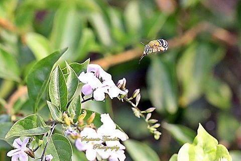 Amegilla Bee  Geotagged,Indonesia,Winter