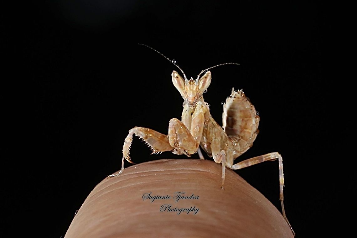 Flower mantis Nymph (Creobroter Sp)  Creobroter pictipennis,Geotagged,Indian flower mantis,Indonesia,Winter