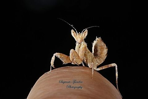 Flower mantis Nymph (Creobroter Sp)  Creobroter pictipennis,Geotagged,Indian flower mantis,Indonesia,Winter