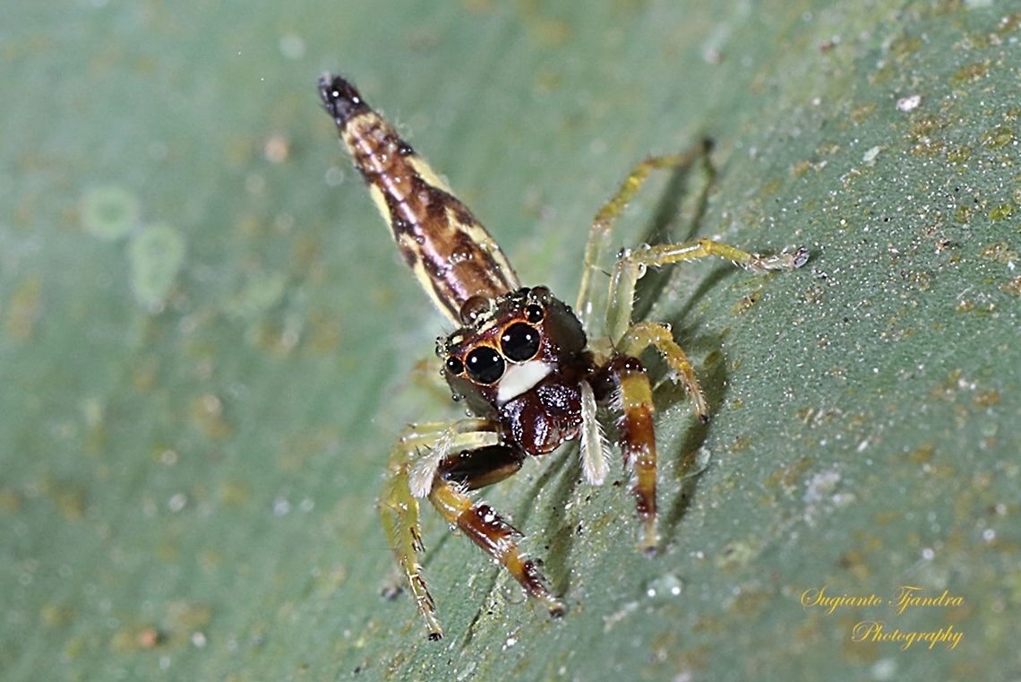 Tiny jumping Spider  Geotagged,Indonesia,Winter