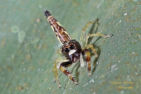Tiny jumping Spider  Geotagged,Indonesia,Winter