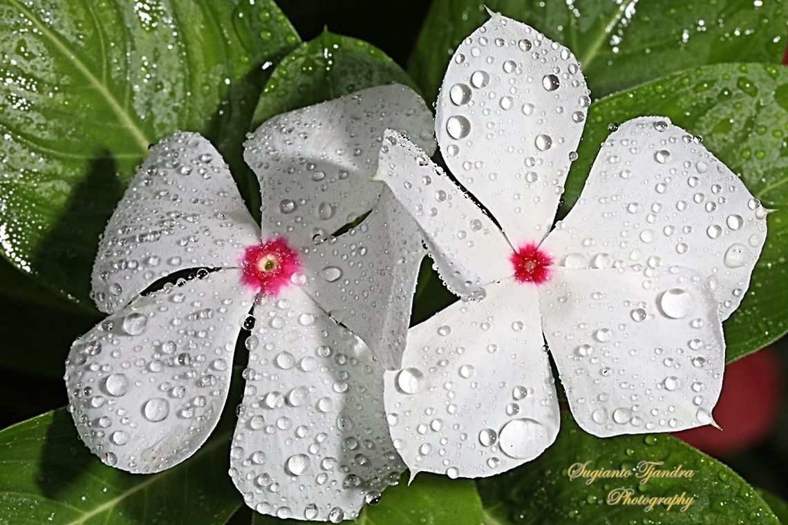 VINCA (Periwinkle) - Mediterranean White with a Red Center  Geotagged,Indonesia,Winter