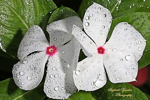 VINCA (Periwinkle) - Mediterranean White with a Red Center  Geotagged,Indonesia,Winter