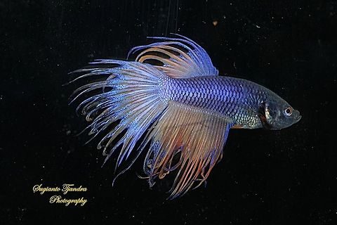 Siamese fighting fish ( Betta splendens ) - Male  Betta splendens,Geotagged,Indonesia,Siamese fighting fish or betta,Spring