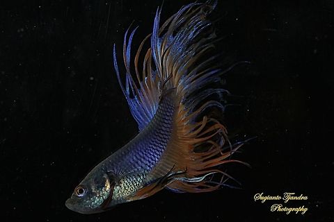 Siamese fighting fish ( Betta splendens ) - Male  Betta splendens,Geotagged,Indonesia,Siamese fighting fish or betta,Spring