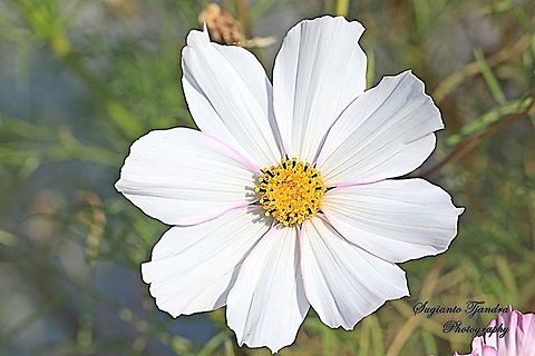 Sonata White, Cosmos bipinnatus  China,Cosmos bipinnatus,Fall,Garden Cosmos,Geotagged
