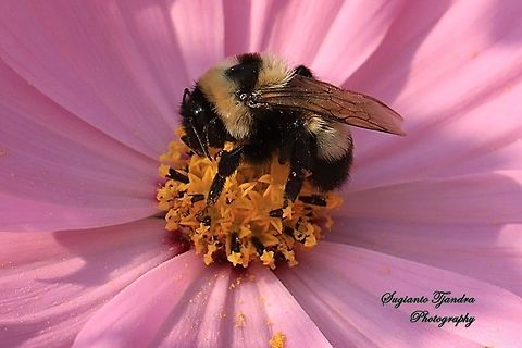 Bumble Bee  China,Fall,Geotagged