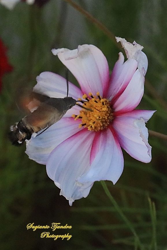 Hummingbird Hawk-Moth  China,Fall,Geotagged